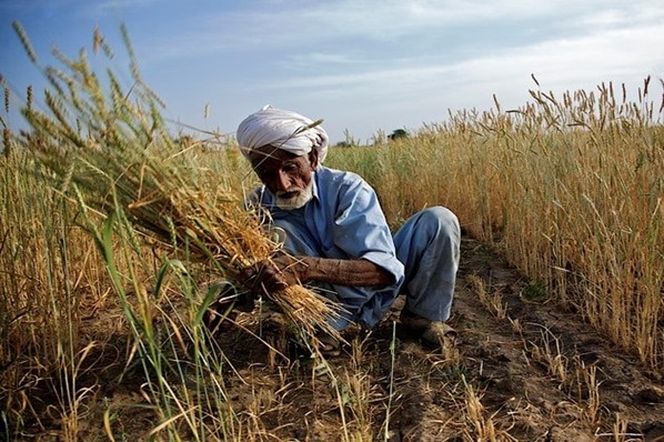 راهبردهای کارآفرینی در کشاورزی