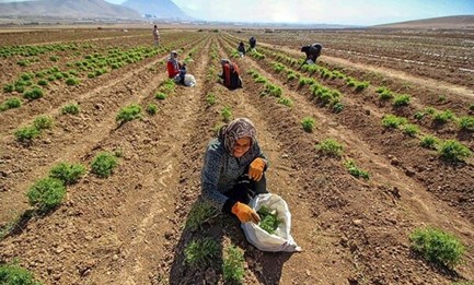 پردرآمد ترین روستای ایران